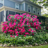 Azaleea Japoneza (Rhododendron) Nova Zembla, cu flori rosii