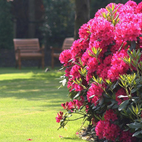 Azaleea Japoneza (Rhododendron) Nova Zembla, cu flori rosii