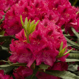 Azaleea Japoneza (Rhododendron) Nova Zembla, cu flori rosii