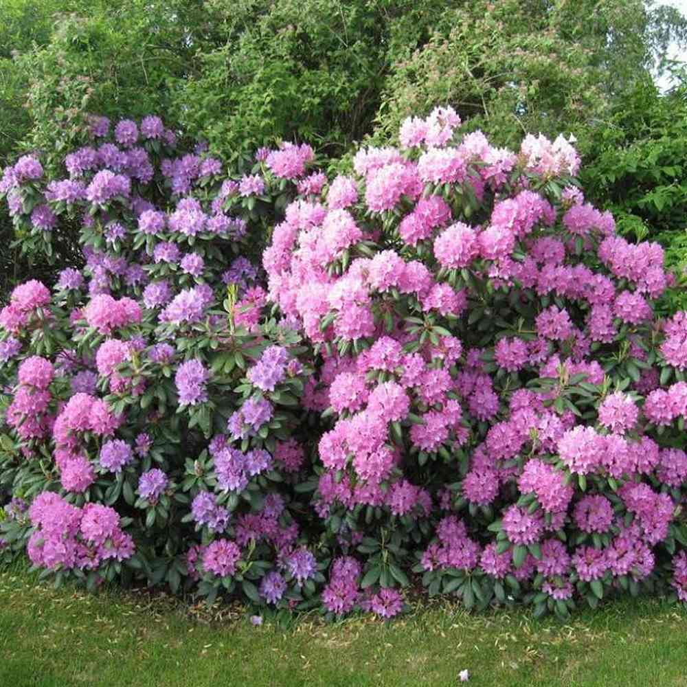 Azaleea Japoneza (Rhododendron) Scintillation, cu flori roz-pal