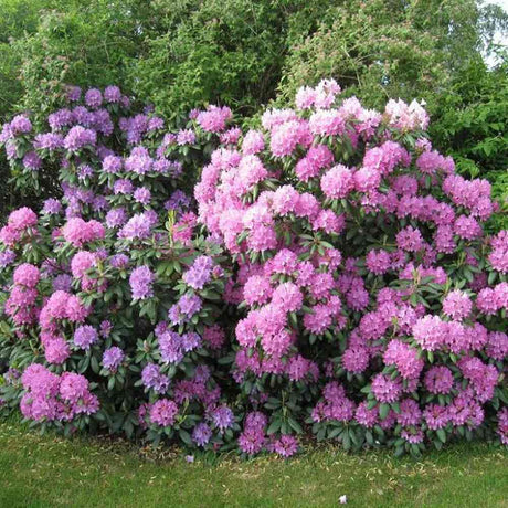 Azaleea Japoneza (Rhododendron) Scintillation, cu flori roz-pal