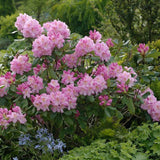 Azaleea Japoneza (Rhododendron) Scintillation, cu flori roz-pal