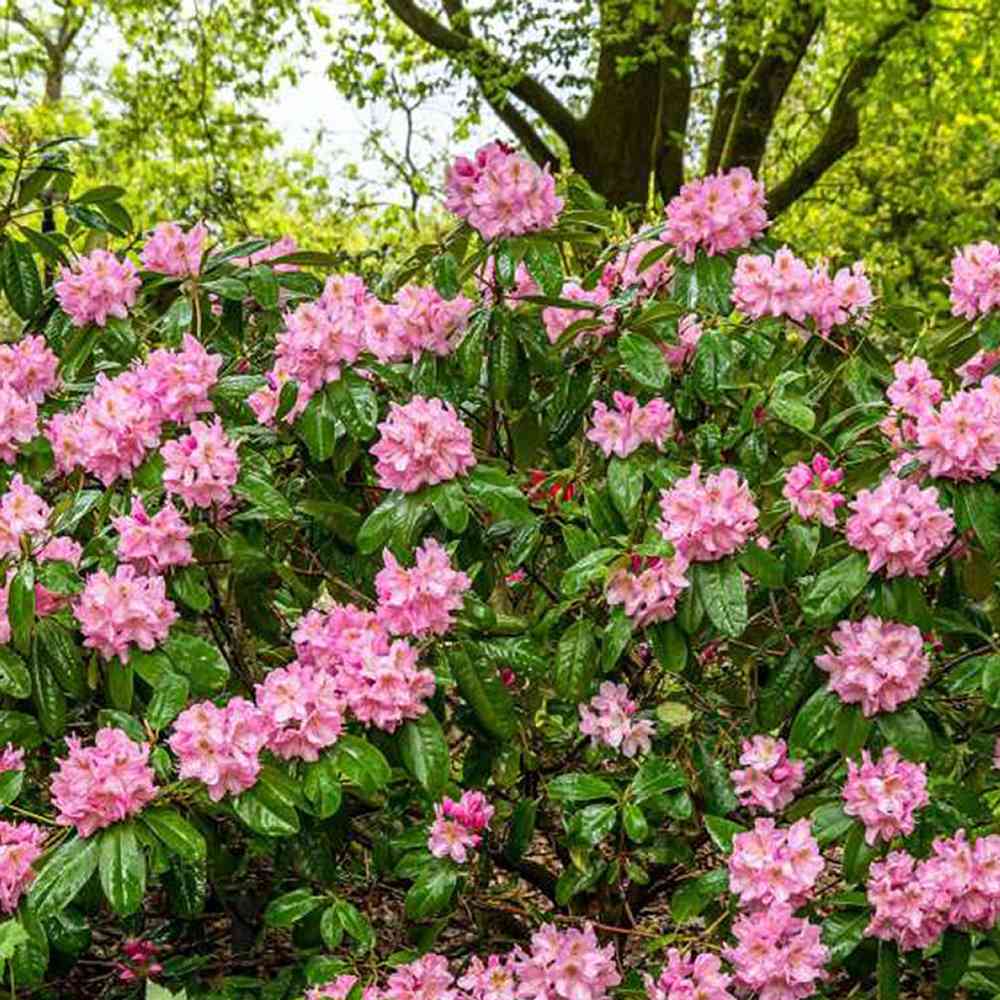 Azaleea Japoneza (Rhododendron) Scintillation, cu flori roz-pal