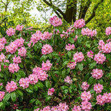 Azaleea Japoneza (Rhododendron) Scintillation, cu flori roz-pal