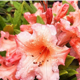 Azaleea japoneza (Rhododendron) Tortoiseshell Orange, cu flori portocalii
