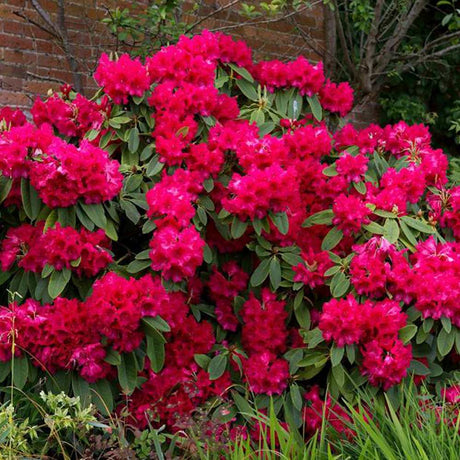 Azaleea Japoneza (Rhododendron) Vulcan, cu flori rosu-violet