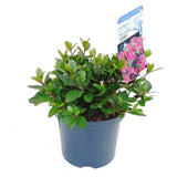 Azaleee Japoneza (Rhododendron) Maruschka, cu flori cyclamen