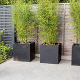 Bambus auriu Phyllostachys Aurea - 180 cm