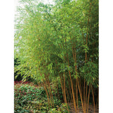 Bambus auriu Phyllostachys Aurea - 180 cm
