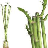 Bambus cu tulpina dreapta Lucky/Norocos - 100 cm