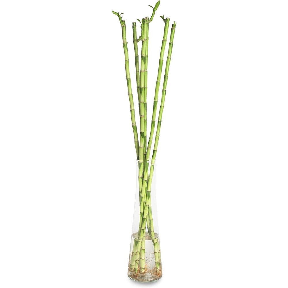 Bambus cu tulpina dreapta Lucky/Norocos - 100 cm