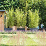 Градински златен бамбук (Phyllostachys Aurea), жълти стъбла, студоустойчив, гъст жив плет