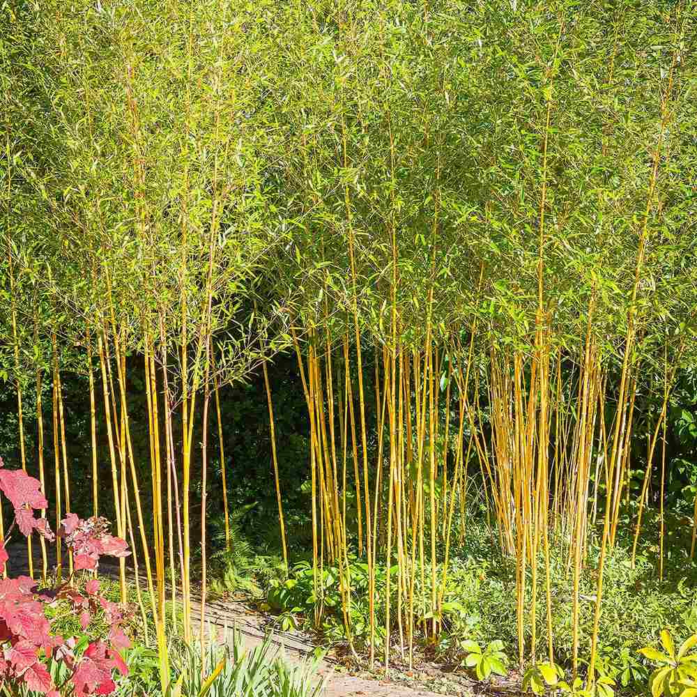 Градински златен бамбук (Phyllostachys Aurea), жълти стъбла, студоустойчив, гъст жив плет