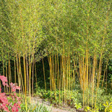 Градински златен бамбук (Phyllostachys Aurea), жълти стъбла, студоустойчив, гъст жив плет
