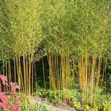 Bambus de Gradina Auriu (Phyllostachys Aurea), tulpini galbene, rezistent la frig, gard viu dens