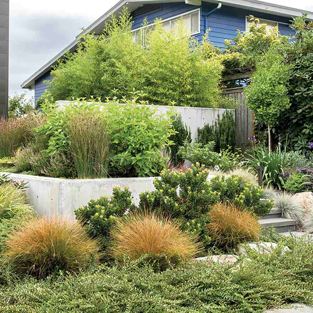 Градински златен бамбук (Phyllostachys Aurea), жълти стъбла, студоустойчив, гъст жив плет