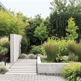 Градински златен бамбук (Phyllostachys Aurea), жълти стъбла, студоустойчив, гъст жив плет