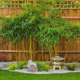 Градински златен бамбук (Phyllostachys Aurea), жълти стъбла, студоустойчив, гъст жив плет