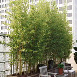 Градински златен бамбук (Phyllostachys Aurea), жълти стъбла, студоустойчив, гъст жив плет