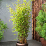 Bambus de gradina (Fargesia Rufa) Red Dragon - Neinvaziv si cu tije rosiatice