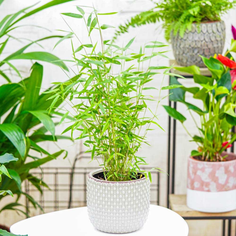 Bambus de gradina (Fargesia Rufa) Red Dragon - Neinvaziv si cu tije rosiatice