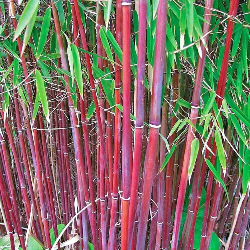 Bambus de gradina (Fargesia Rufa) Red Dragon - Neinvaziv si cu tije rosiatice