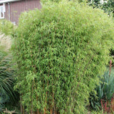 Bambus de gradina (Fargesia Rufa) Red Dragon - Neinvaziv si cu tije rosiatice