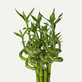 Bamboo Wavy Lucky/Norocos Спирала - 100 см