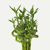 Bambus Ondulat Lucky/Norocos Spiral - 100 cm