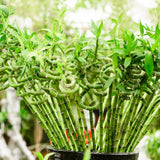 Bambus Ondulat Lucky/Norocos Spiral - 100 cm