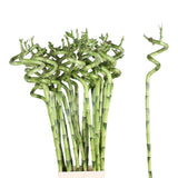 Bambus Ondulat Lucky/Norocos Spiral - 100 cm