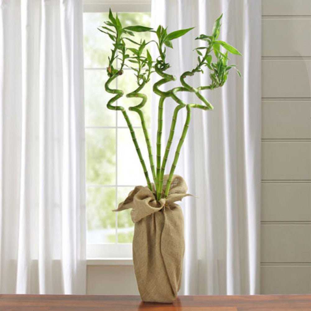 Bamboo Wavy Lucky/Norocos Спирала - 100 см