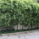 Bambus de Gradina Negru (Phyllostachys Nigra), cu Tijje negre