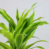 Bambus Norocos/Lucky Dracaena Marginata - 5 tulpini impletite