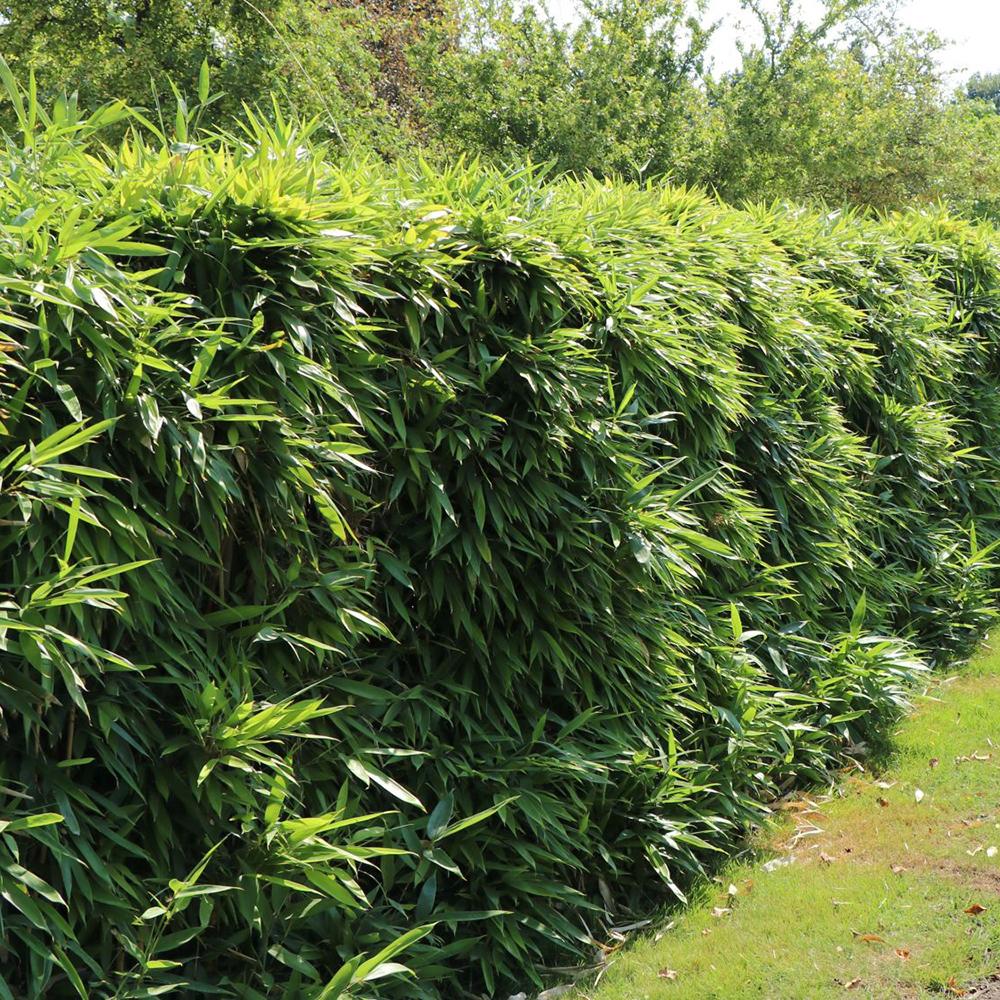 Bambus de gradina Rufa (Fargesia Rufa)- Neinvaziv