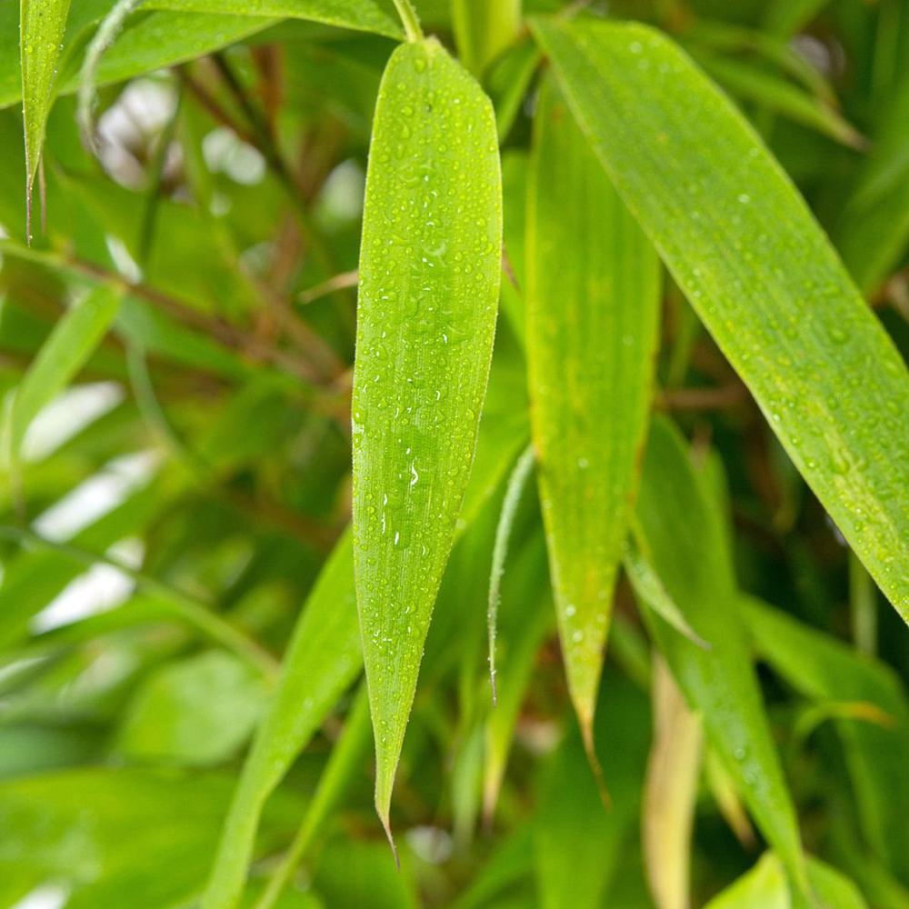 Bambus de gradina Rufa (Fargesia Rufa)- Neinvaziv