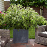 Bambus de gradina Rufa (Fargesia Rufa)- Neinvaziv