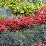 Bambus Sfant rosu Nandina Obsessed