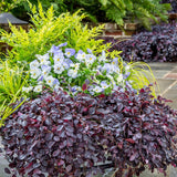 Bambusul Sacru Nandina Lemon-Lime