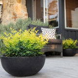 Bambusul Sacru Nandina Lemon-Lime