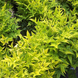 Bambusul Sacru Nandina Lemon-Lime