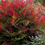 Bambus Sfant rosu Nandina Obsessed