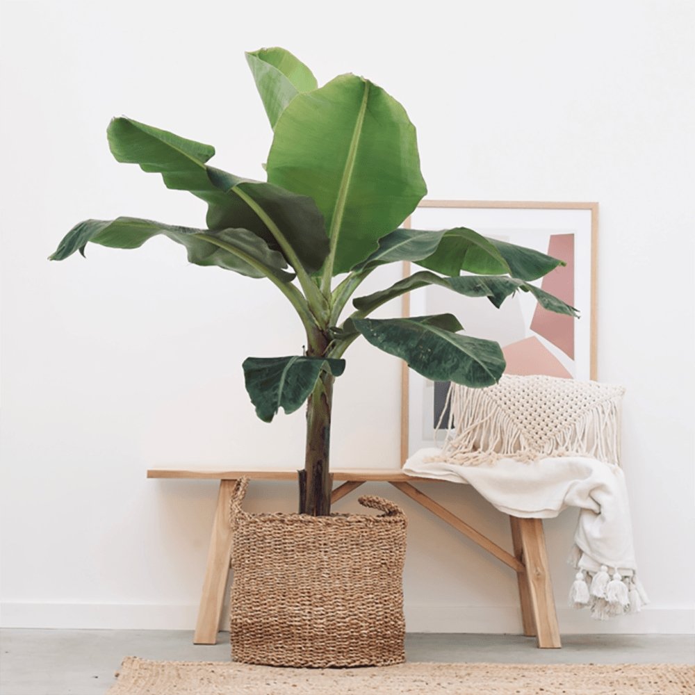 Bananier Dwarf Cavendish - 100 cm