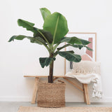 Bananier Dwarf Cavendish - 100 cm