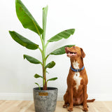 Bananier Dwarf Cavendish - 100 cm