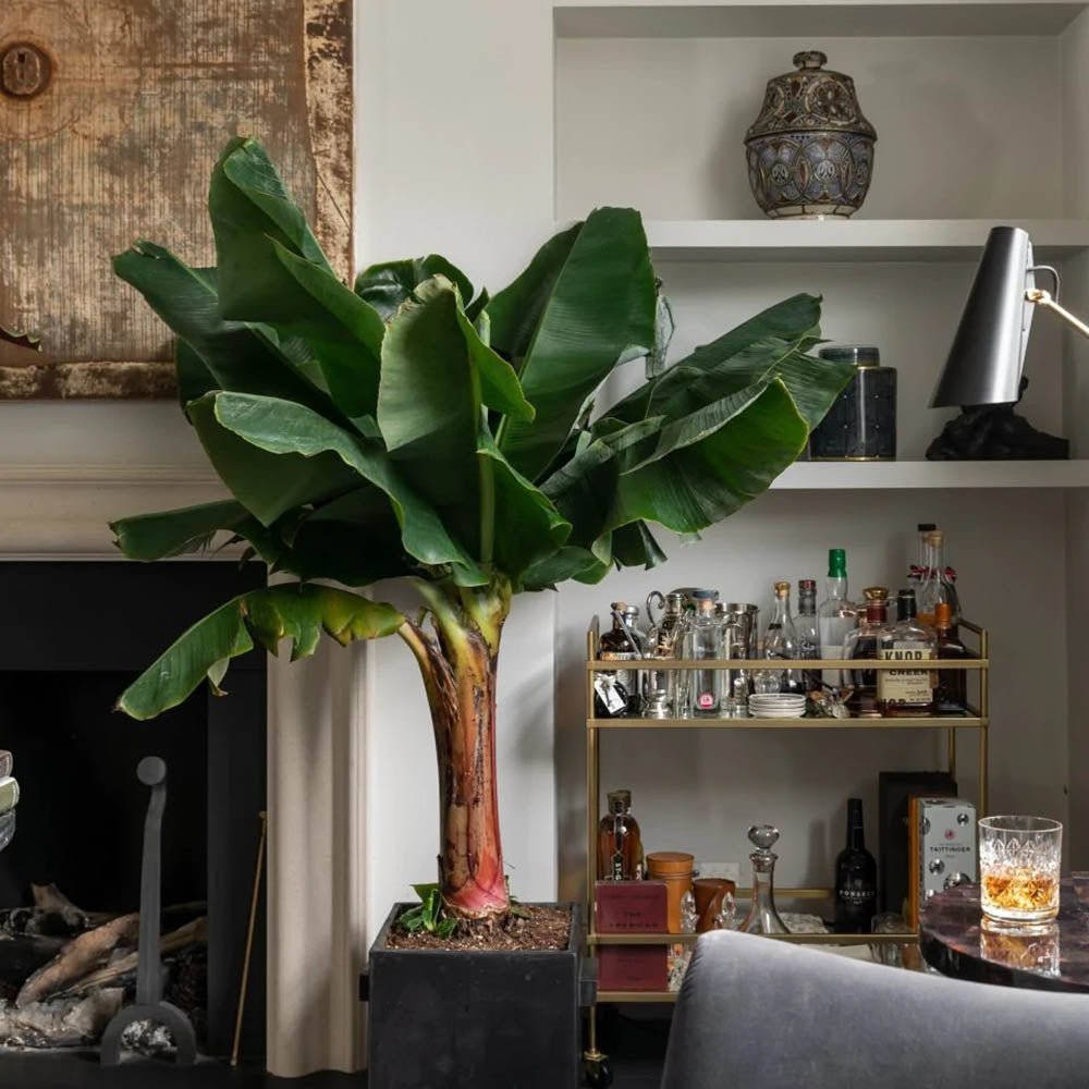 Bananier Dwarf Cavendish - 125 cm