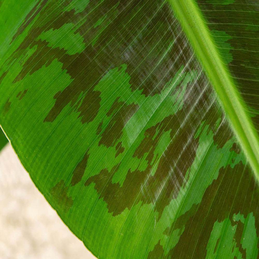 Bananier Dwarf Cavendish - 125 cm