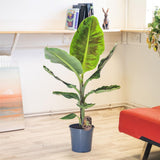 Bananier Dwarf Cavendish - 170 cm