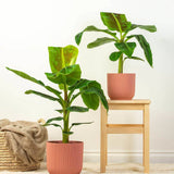 Bananier Dwarf Cavendish - 170 cm