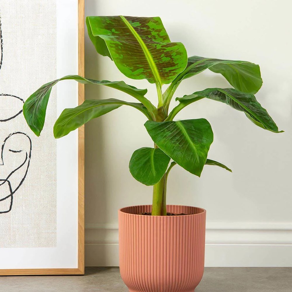 Bananier Dwarf Cavendish - 100 cm